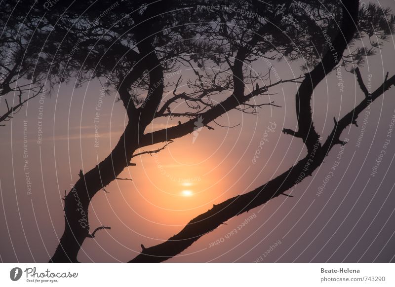 Mallorca awakens Sky Sunrise Sunset Sunlight Tree Mountain Puig de Sant Salvador on Mallorca felanite Majorca Observe Discover Relaxation Vacation & Travel