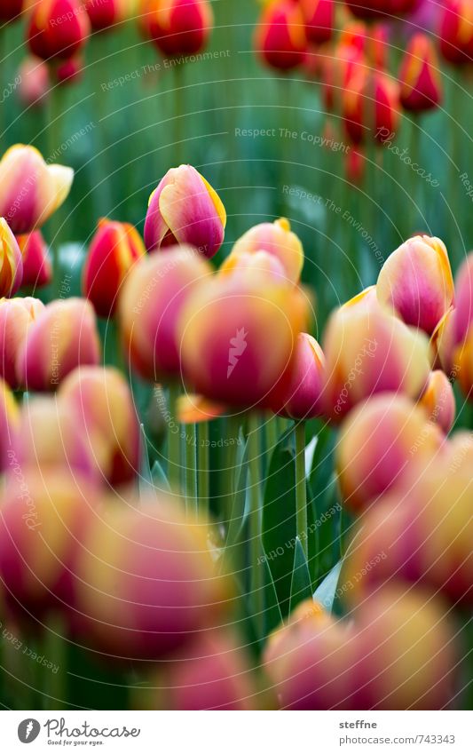 Beijing Birthday Flowers Nature Landscape Spring Tulip Garden Park Beautiful Yellow Green Pink Red Colour photo Exterior shot