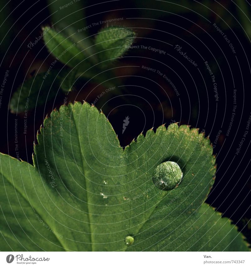 O Nature Plant Drops of water Spring Leaf Fresh Wet Green Black Colour photo Multicoloured Exterior shot Detail Macro (Extreme close-up) Deserted Copy Space top