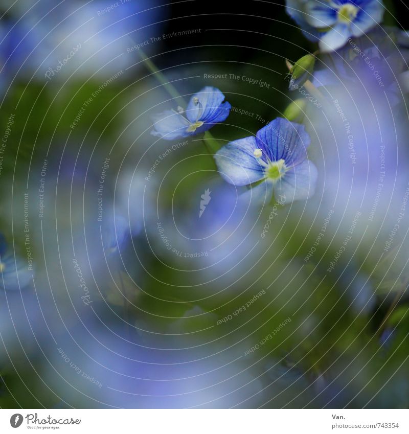 Hidden Nature Plant Spring Flower Leaf Blossom Garden Growth Blue Green Colour photo Multicoloured Exterior shot Detail Macro (Extreme close-up) Deserted Day