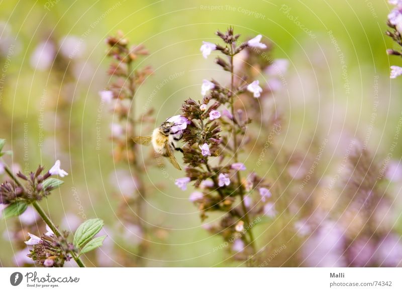 deliciously tasty Heather family Heathland Autumn Green Violet Bee Bumble bee Insect Meadow Field Blossom Blur Nature Plant Harz Garden Macro (Extreme close-up)