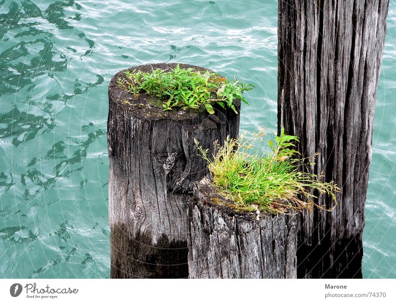 Dalben in the lake Lake Waves Green Wood Foliage plant Grass Mooring post Symbiosis Water Transience Blue Part Nature Life Lake Constance