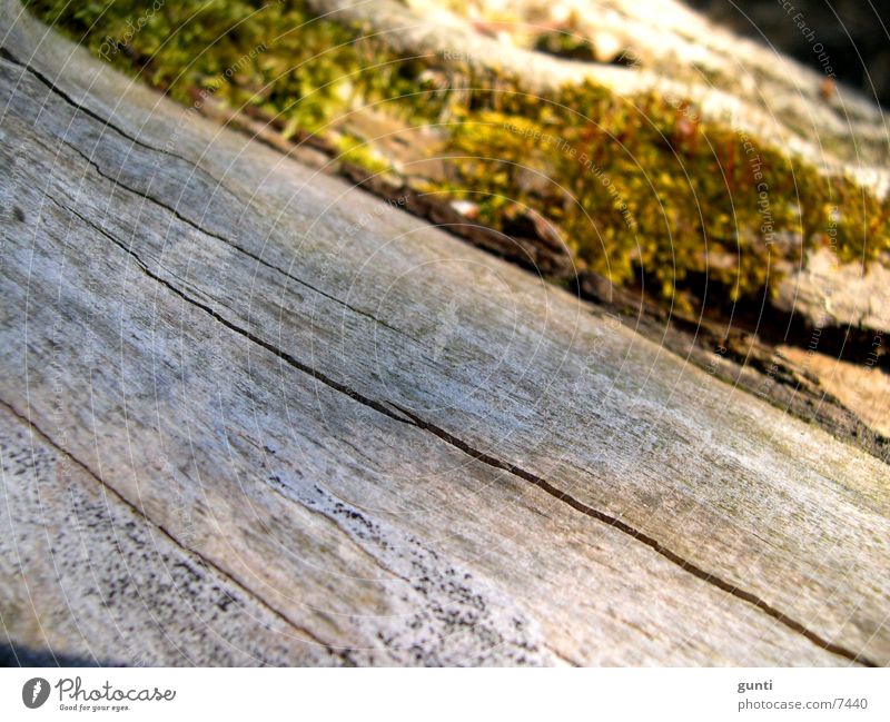 Dead tree trunk with moss Tree Stalk Tree trunk Death Green Gray