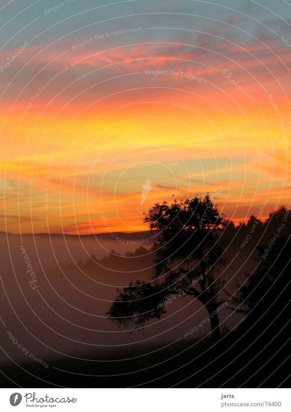 October morning Autumn Forest Tree Fog Sunrise Clouds Calm Loneliness Sky