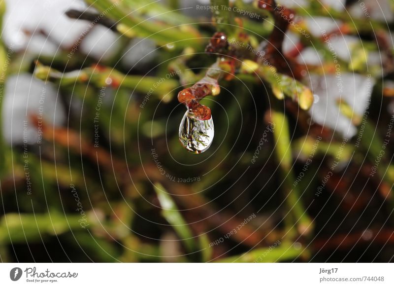 water drops Nature Drops of water Spring Plant Bushes Garden Park Forest Climate Colour photo Exterior shot Close-up Macro (Extreme close-up)