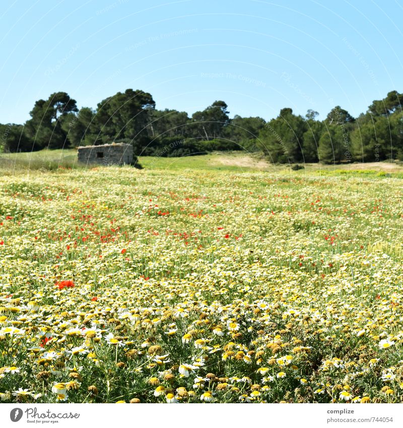 flower meadow Calm Fragrance Vacation & Travel Tourism Cloudless sky Sun Plant Tree Flower Grass Bushes Garden Park Meadow Horizon Idyll Marguerite