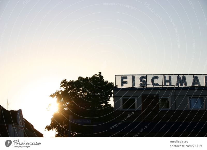 Fischma in the evening Fish market Back-light Sunset Sunlight Summer Markets Kiel Beautiful weather Sky Peaceful Calm