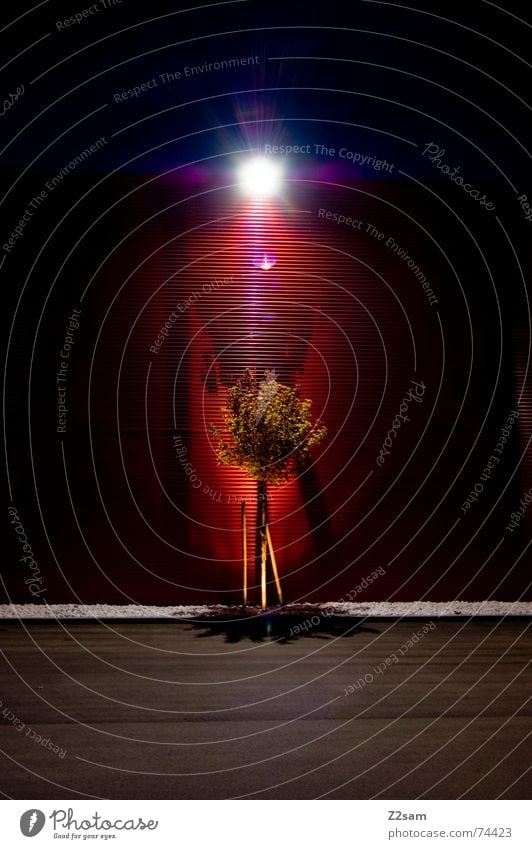 enlightenment II Tree Light Wall (building) Awareness Red Pattern Tin Tar Left Lamp Lantern Dark Night Green Shadow Evening leaves Stone