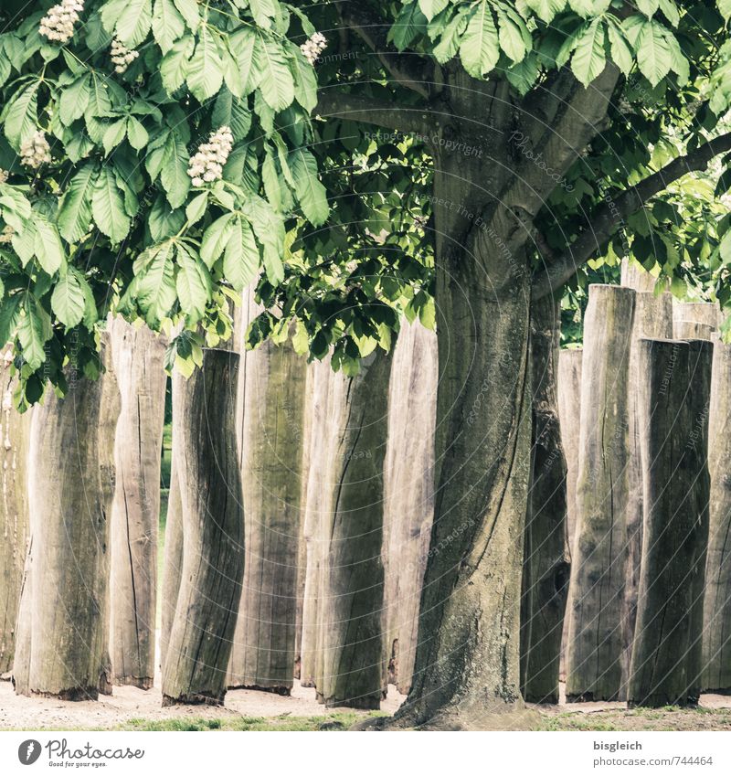 chestnut Plant Tree Leaf Blossom Chestnut tree Wood Blossoming Brown Green Colour photo Exterior shot Day