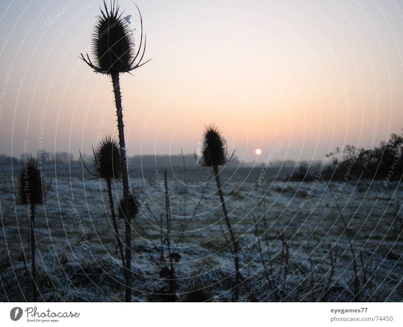 winter set Winter Sunset Thistle Cold Ice Frost Evening walk