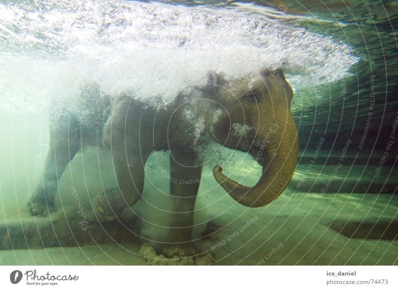 water flounce Joy Swimming & Bathing Summer Dive Zoo Water Animal 1 Exceptional Gigantic Uniqueness Wet Green Enthusiasm Cooling Elephant Mammal Trunk