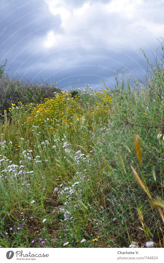 #100 - Something's brewing Nature Plant Elements Sky Storm clouds Summer Bad weather Flower Grass Wild plant Meadow Island Sardinia Blossoming Fragrance