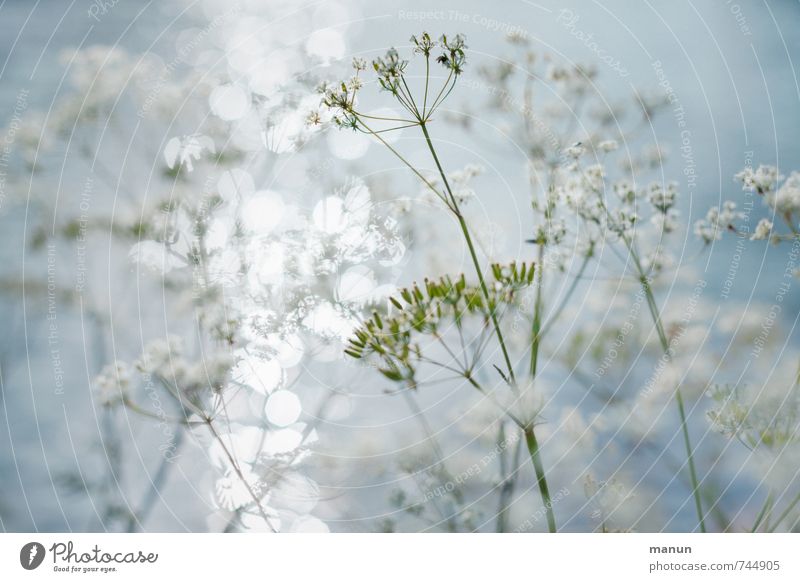 shrubbery Nature Spring Plant Bushes Wild plant Lakeside Cold Natural Positive Blue White Spring fever Colour photo Exterior shot Deserted Copy Space left Day