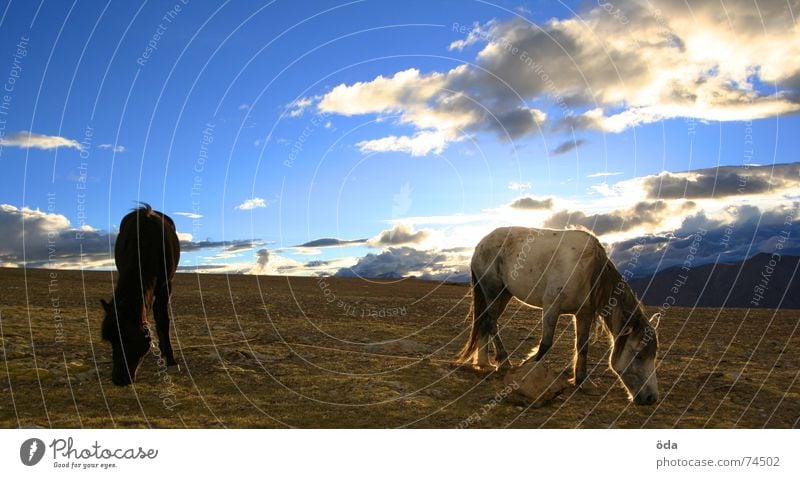 Horse in the evening sun Clouds Sunset Animal To feed Moody India Sky Blue packhorse Pasture Nutrition