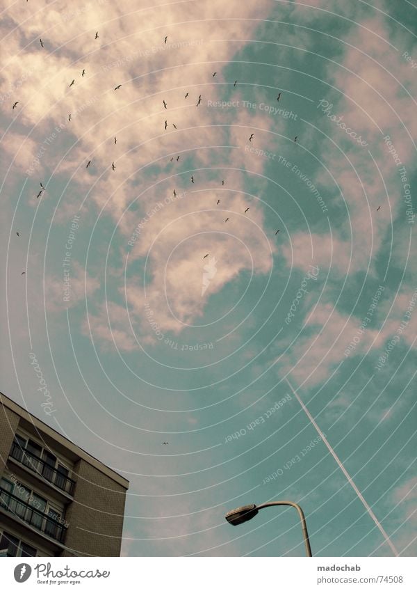 SEAGULLS + HOUSE + LANTERN + CONDENSATION STRIP + CLOUDS + SKY House (Residential Structure) High-rise Building Material Window Live Block Concrete Story