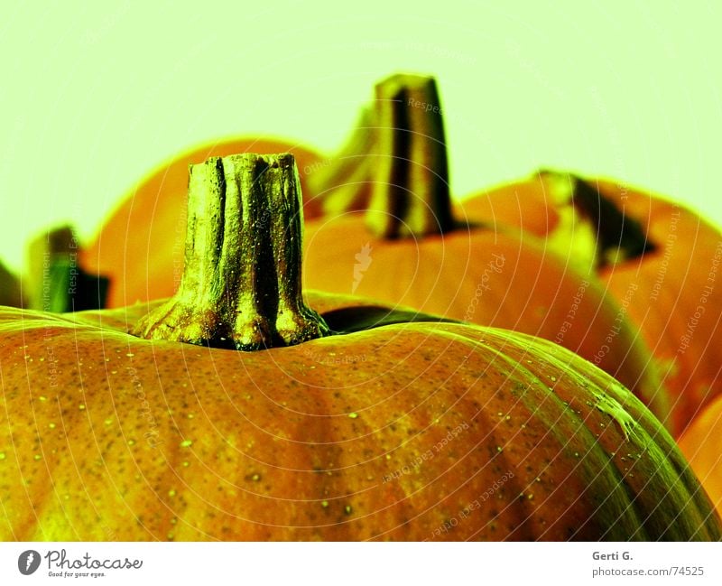 cut Stripe Bulb Stalk Pumpkin time Hallowe'en Pumpkin soup Thanksgiving Vegetable soup Vegetarian diet Hard Fat greenish Structures and shapes background blur