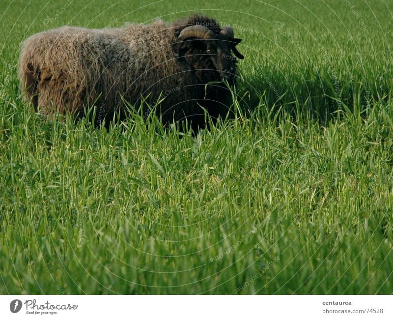 Careful, stubborn! Sheep Buck Green Meadow Calm Relaxation To feed Grass Pelt Sheepskin Far-off places Dangerous Cuddly toy Lamb Nature Antlers