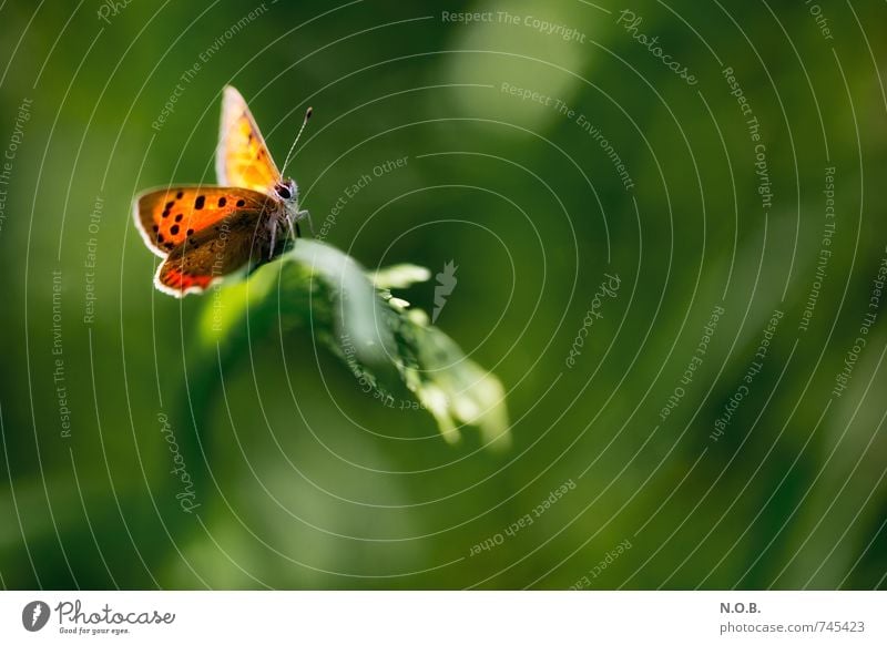 In the light of the butterfly Nature Animal Spring Beautiful weather Grass Garden Park Meadow Field Wild animal Butterfly 1 Esthetic Free Green Orange Trust