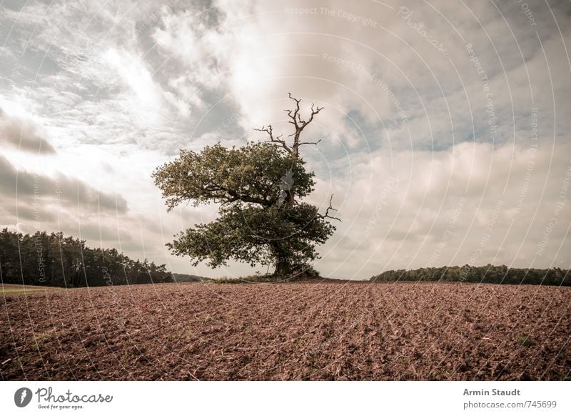 1000 year old oak Summer Nature Landscape Earth Sky Horizon Spring Tree Oak tree Field Old Esthetic Authentic Large Moody Wisdom Inspiration Environment Europe