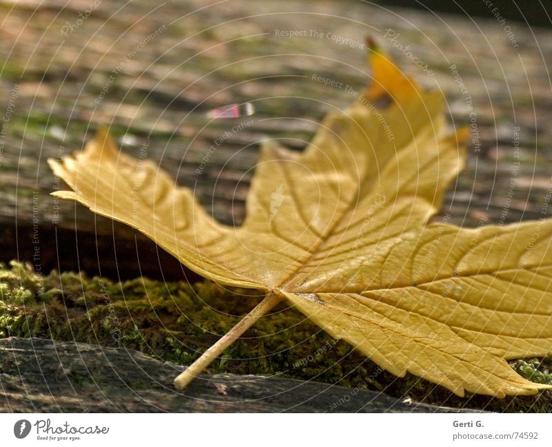 score Leaf Autumn Sudden fall Crash Lie Flat Yellow Autumnal colours Seasons Tree Trash there are more beautiful To fall Like on the ground Wood grain