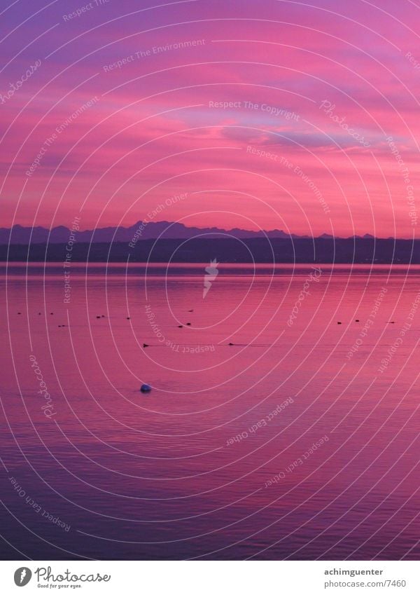 pink water Lake Horizon Romance Calm Clouds Flat Pink Dusk Water Lake Constance Sky Coast