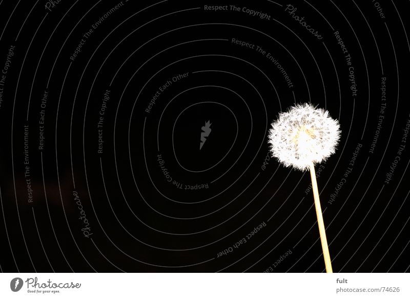 pust flower 4 Dandelion Blow Calm Swing Black White Macro (Extreme close-up) Flying Wind Contrast Dynamics