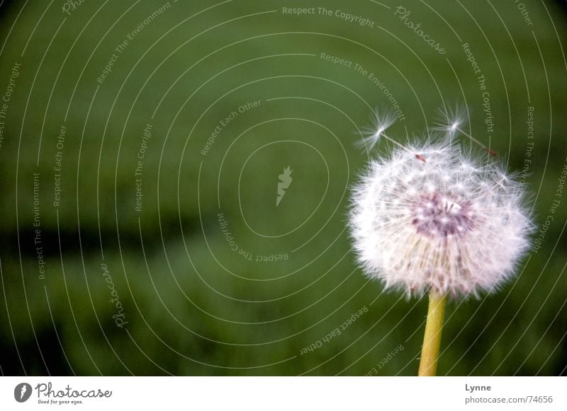 Gone with the Wind II Dandelion Meadow Flower Field Green White Summer Soft Stalk Smooth