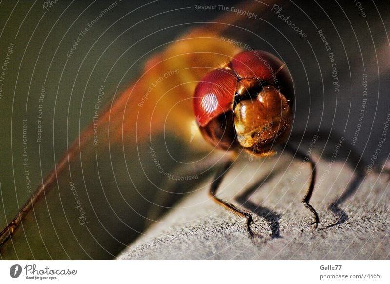 Biplane I Dragonfly Insect Compound eye Feeler Bristles Wing Eyes point sense of sight Flying facets flying machine Macro (Extreme close-up) Independence