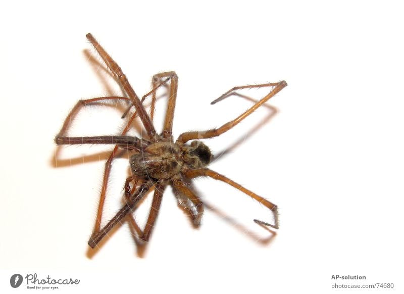 Fie, spider! Insect Spider Disgust Animal Macro (Extreme close-up) Close-up pooh 8 legs pics on white arachnaphobia