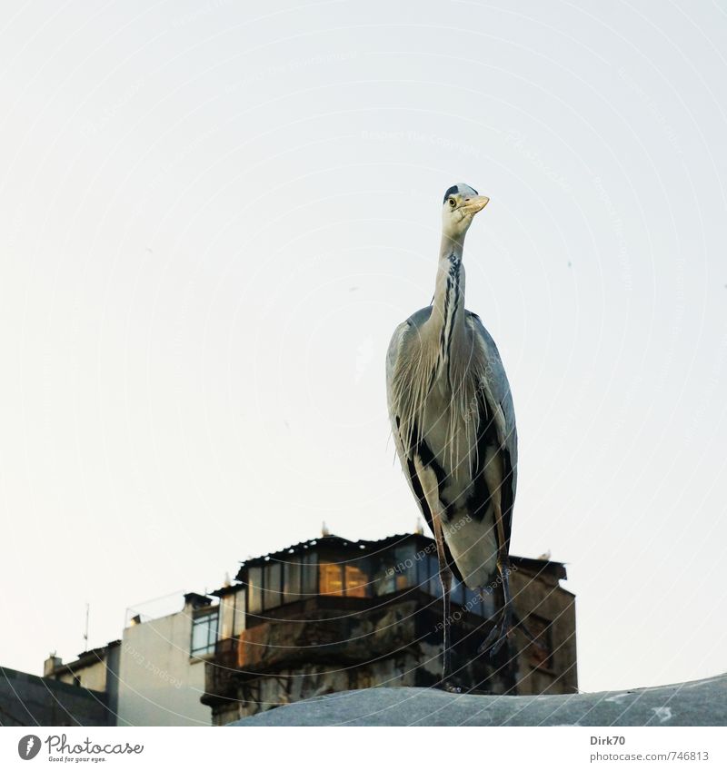 Istanbul fish market heron, expectant Cloudless sky Spring Beautiful weather Turkey Town Port City House (Residential Structure) Market stall Roof Animal