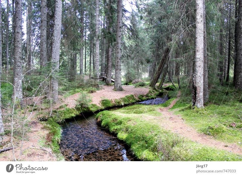 forest brook Nature Plant Earth Water Spring Tree Forest Brook River Inspiration Climate Colour photo Exterior shot Deserted Day