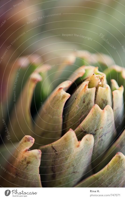 artichoke Vegetable Nutrition Vegetarian diet Fresh Healthy Delicious artoschoke Close-up Deserted Shallow depth of field