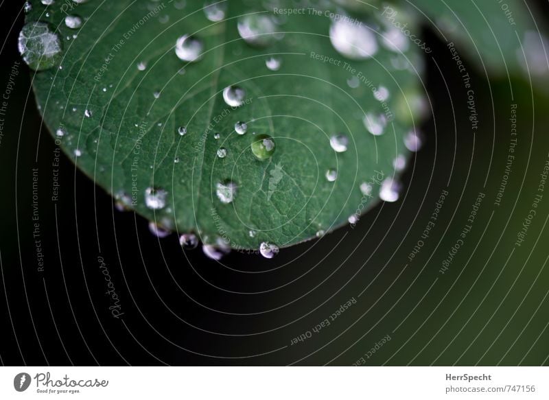 After the rain Plant Bushes Leaf Esthetic Wet Natural Green Dew Rain Drops of water Diminutive Edge Rachis Leaf green Small Stick To hold on Surface structure