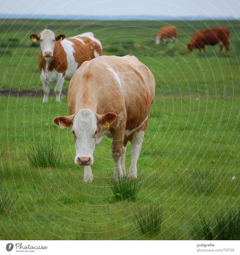 cows Cow Cattle Meadow Grass Green Juicy Brown White Pelt Healthy Dairy Nutrition Agriculture tufts Sky Looking Food Keeping of animals Organic farming