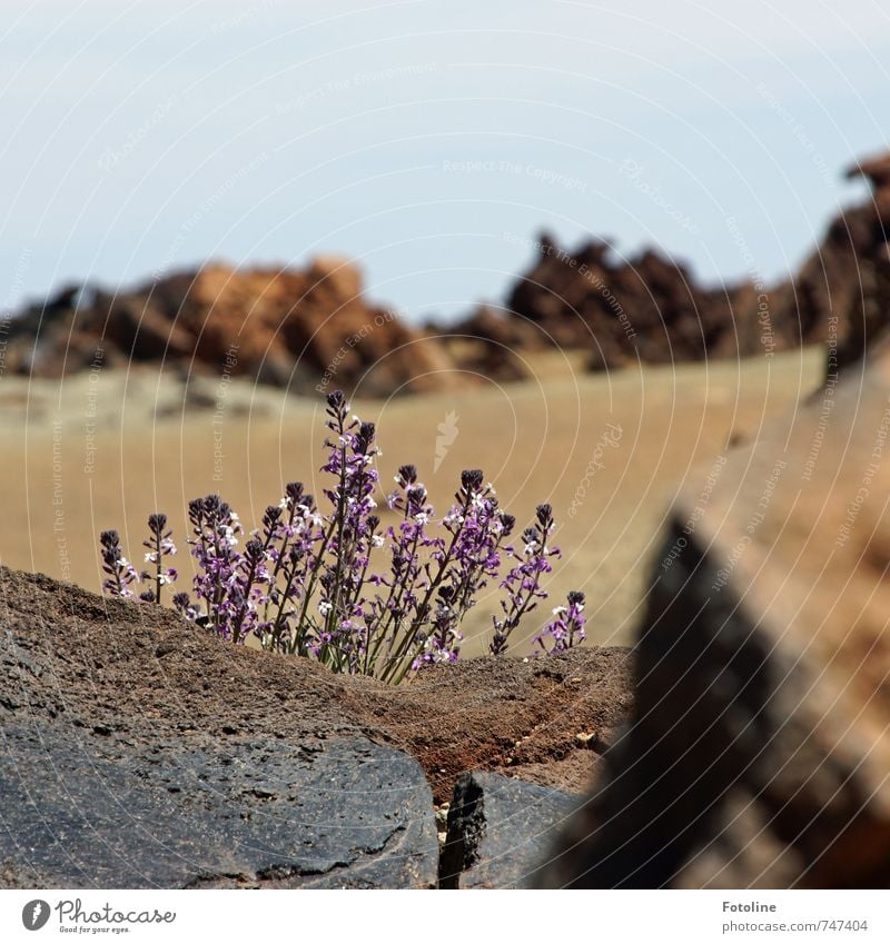 Little fighters Environment Nature Landscape Plant Elements Earth Sand Sky Cloudless sky Beautiful weather Flower Blossom Rock Mountain Volcano Bright Gloomy