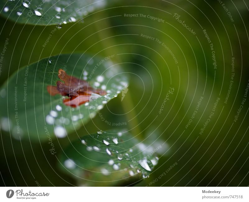 The brown spot Environment Nature Plant Water Drops of water Summer Bad weather Rain Tree Leaf Foliage plant Wild plant Forest Growth Fresh Cold Wet Natural