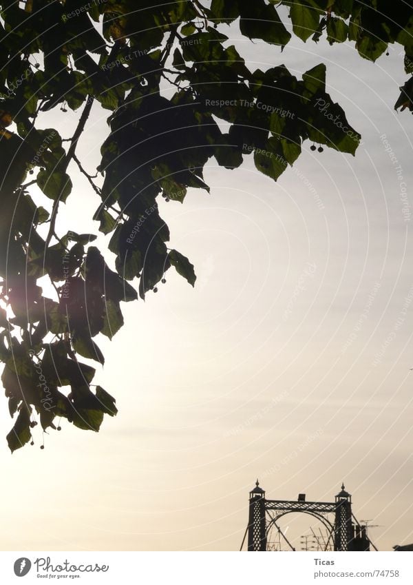 Leaf bridge Sky Autumn Romance Nature Light Sunbeam Moody Back-light Calm Remainder Peace Harmonious Area Region Bridge leaves Blue autum romantic mood