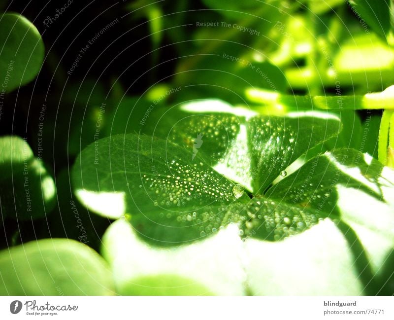 Hard Shadows Sun Drops of water Fairy tale Enchanted forest Clover Green Red Reflection Fresh Damp Wet Blossom Plant Macro (Extreme close-up)