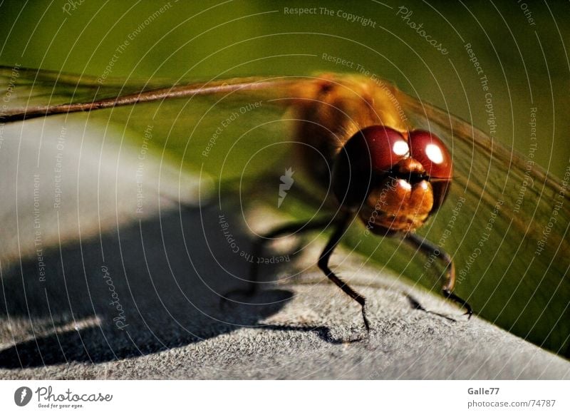 Biplane II Dragonfly Insect Compound eye Feeler Bristles Wing Eyes point sense of sight Flying facets flying machine Macro (Extreme close-up) Independence