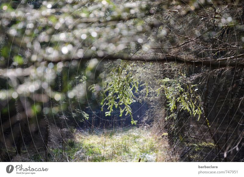 Well-being oasis | Forest Environment Nature Plant Tree Cordon Glittering Dark Bright Wild Green Moody Calm Loneliness Relaxation Senses Contentment