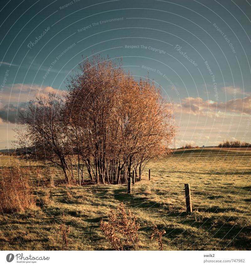 Wood with sky Environment Nature Landscape Plant Cloudless sky Weather Beautiful weather Tree Grass Bushes Wild plant Meadow Field Growth Idyll Pole Horizon