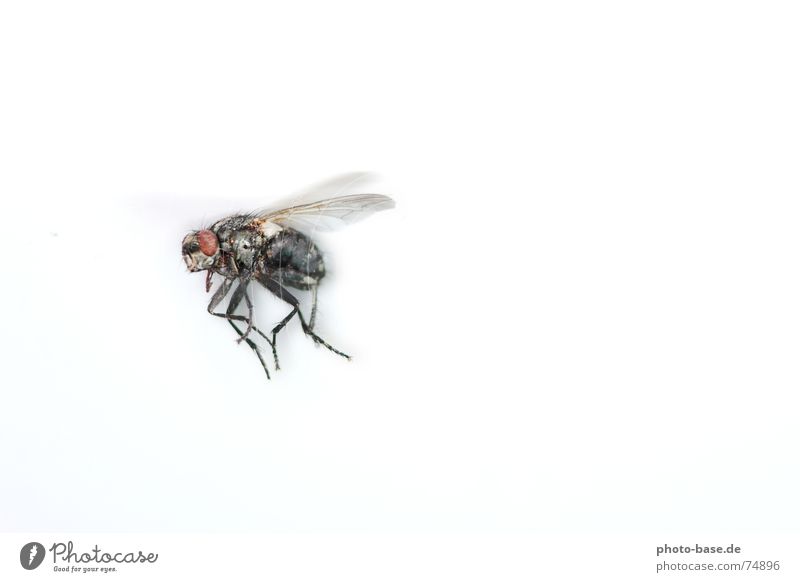 The - Fly Insect Wing Close-up Macro (Extreme close-up) Flying flying school