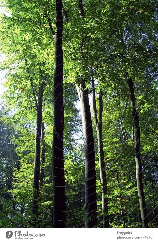 Harmony Part 1 Forest Tree Green Nature Harmonious Wood flour Autumn left over Sun Lighting trees Idyll To go for a walk natural forest pick-up harmony woods