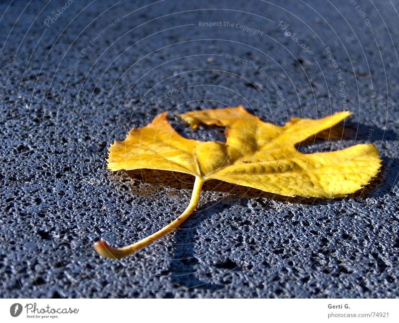 if you leaf me now Hollow Leaf Derelict Limp Broken Autumn Sudden fall Crash Lie Flat Blues Loneliness Yellow Autumnal colours Seasons Tree Trash Stone pierce