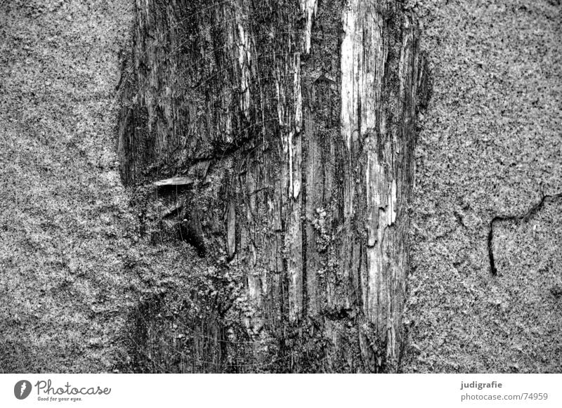 Sand and wood Erosion Beach Wood Tree Ocean Force of nature Fischland-Darss-Zingst Western Beach landing Tree trunk Death Life Structures and shapes Nature