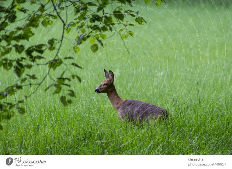 Deer pricks up his ears Nature Beautiful weather Grass Park Meadow Animal Wild animal Pelt Zoo 1 Baby animal Authentic Elegant Near Curiosity Brown Green