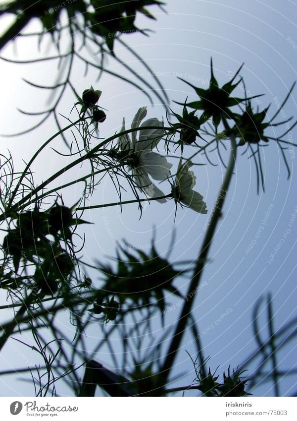 In the evening sun Evening sun Cosmos Blossom Flower Summer Calm Shadow Progress Star (Symbol) Blossoming Wind Traffic infrastructure to the sun Dusk Plant