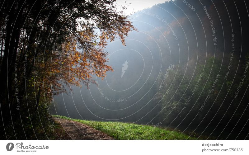 Dream path at dawn, path - path - path, trees, forest, meadow. Joy Happy Well-being Contentment Leisure and hobbies Hiking Environment Nature Landscape