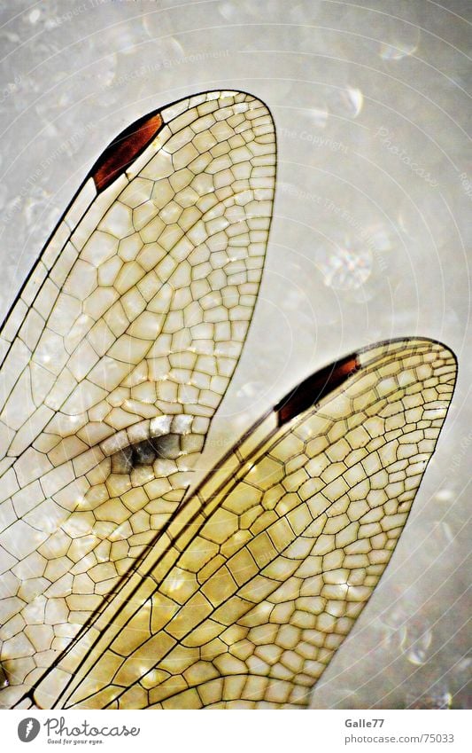 elfin wing Dragonfly Insect Wing Fairy tale Fantasy literature Mosaic Tiffany lamp Flying Elf Structures and shapes Macro (Extreme close-up) Independence