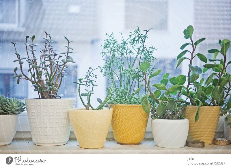 indoor plants Living or residing Decoration Plant Foliage plant Pot plant Window Esthetic Succulent plants Colour photo Interior shot Deserted Day Evening